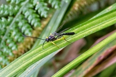 Dusona stramineipes