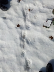 Canis familiaris