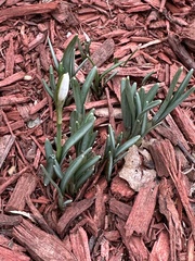 Galanthus nivalis