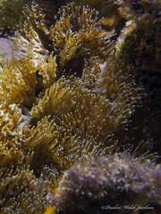 Lebrunia neglecta