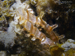 Pinna carnea