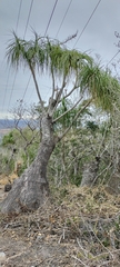 Beaucarnea