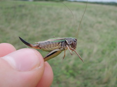 Metrioptera brachyptera