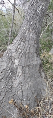 Beaucarnea