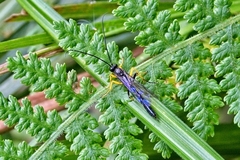 Dusona stramineipes