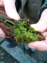 Lophocolea heterophylla