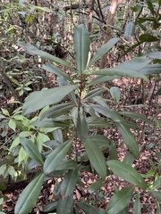 Ardisia