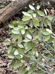 Rhododendron maximum