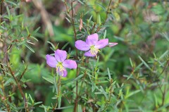 Rhexia mariana