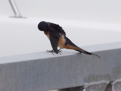 Hirundo rustica