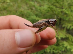 Metrioptera brachyptera
