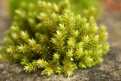 Hedwigia stellata