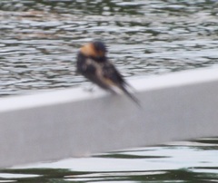 Hirundo rustica