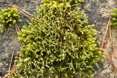 Hedwigia stellata