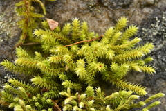 Hedwigia stellata