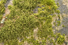 Hedwigia stellata