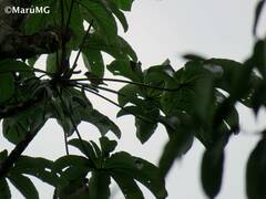 Euphonia hirundinacea