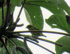 Euphonia hirundinacea