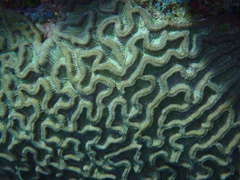 Colpophyllia natans