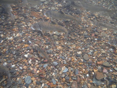 Campostoma oligolepis