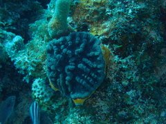 Mycetophyllia