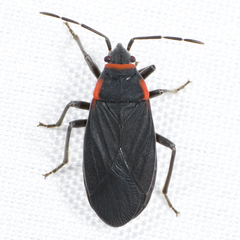 Melacoryphus rubicollis