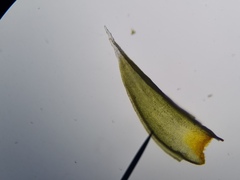 Hedwigia stellata