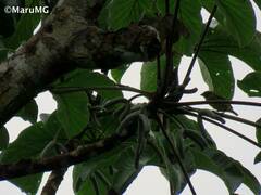 Euphonia hirundinacea