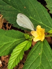 Leptosia