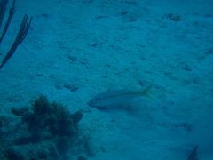 Mulloidichthys martinicus