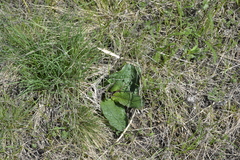 Verbascum phoeniceum