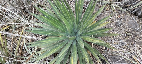 Agave funkiana