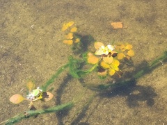 Ludwigia repens