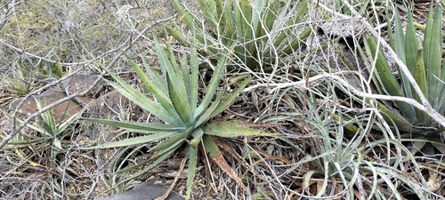 Agave funkiana