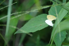 Eurema elathea