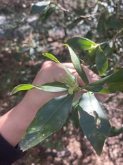 Cliftonia monophylla