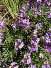 Hesperis matronalis