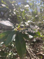 Cliftonia monophylla