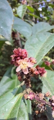 Symplocos macrophylla rosea