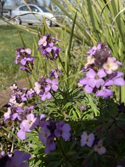 Hesperis matronalis