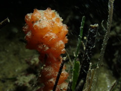 Distaplia occidentalis