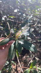 Cliftonia monophylla