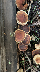 Gymnopus brassicolens