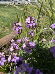 Hesperis matronalis