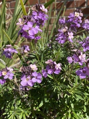 Hesperis matronalis