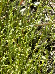 Pectocarya heterocarpa