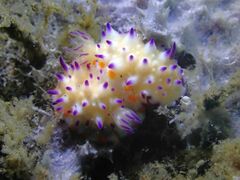 Mexichromis multituberculata