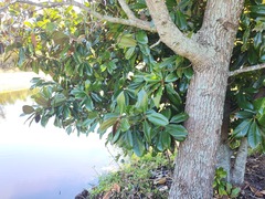 Magnolia grandiflora