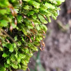 Fissidens taxifolius