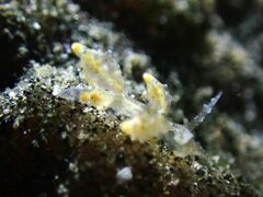 Eubranchus